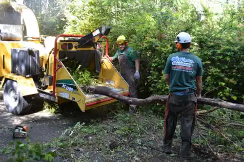 tree services West Bradenton